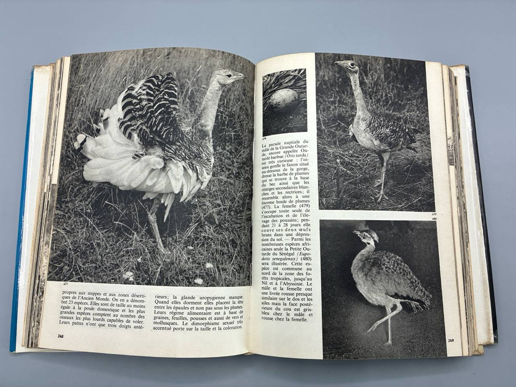 Encyclopédie illustrée des Oiseaux – Jan Hanzák – Gründ – 1973