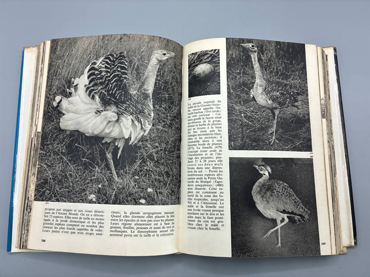 Encyclopédie illustrée des Oiseaux – Jan Hanzák – Gründ – 1973
