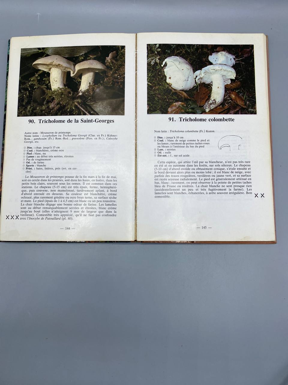 Petit guide des champignons – Henri Romagnesi – Bordas