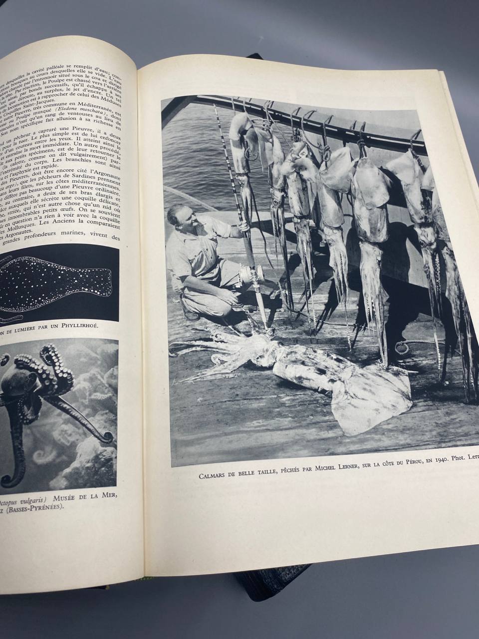 La Vie des Animaux Larousse 1949 – double page intérieure illustrée, photographies de calmars et pieuvres