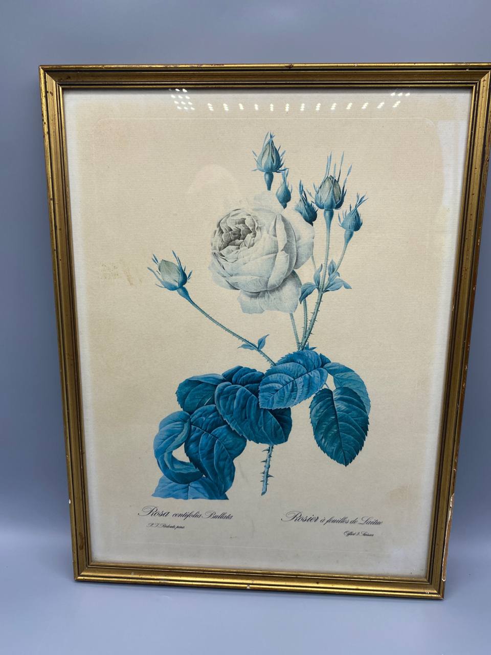 Reproduction botanique d'après Redouté, Rosa Centifolia Bullata, vue d'ensemble encadrée, cadre doré cannelé, rose blanche et feuilles bleues