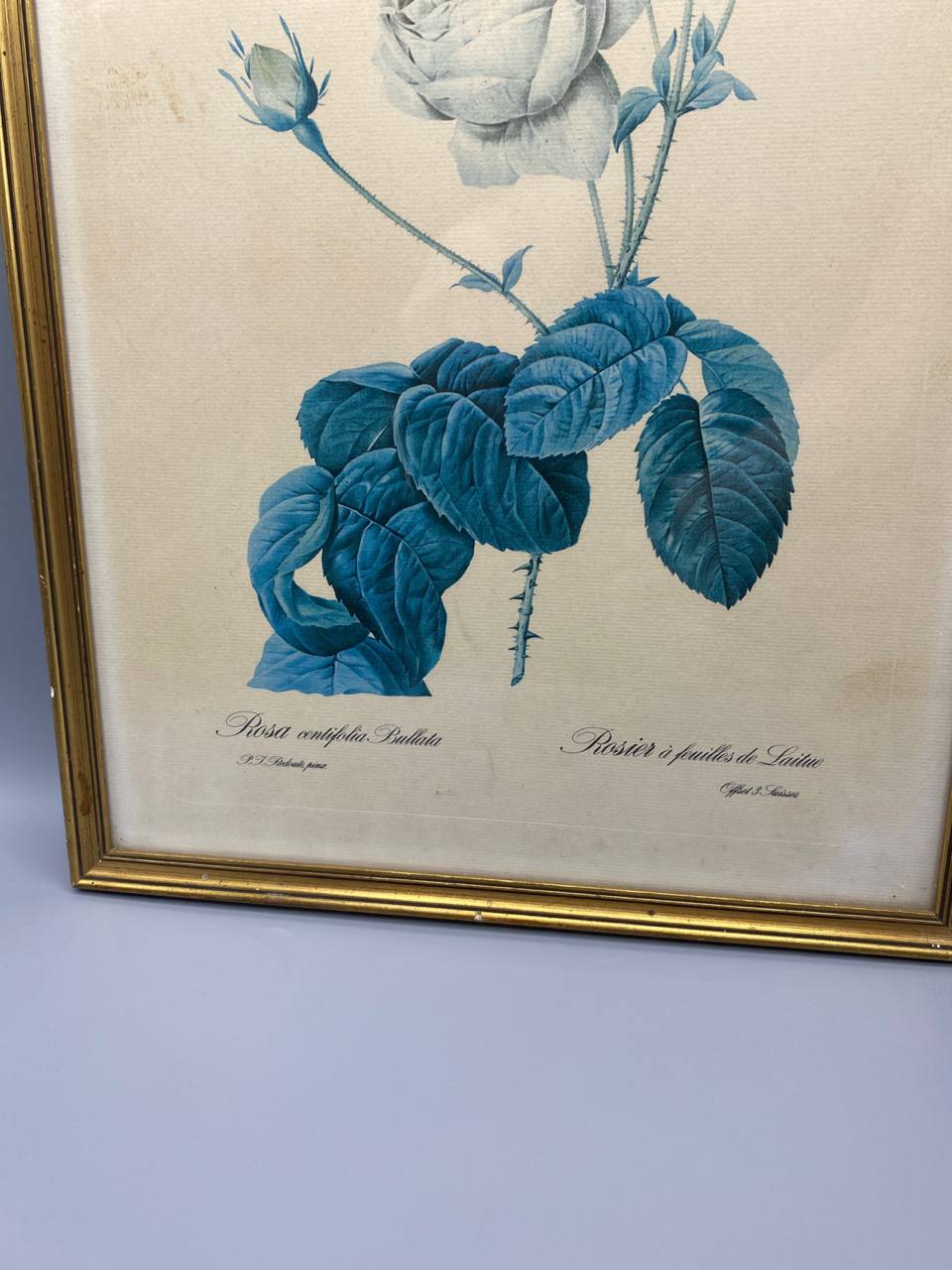 Détail bas de la planche botanique, légende Rosa centifolia Bullata et Rosier à feuilles de Laitue en calligraphie, feuilles bleues gaufrées, légères rousseurs sur le fond crème