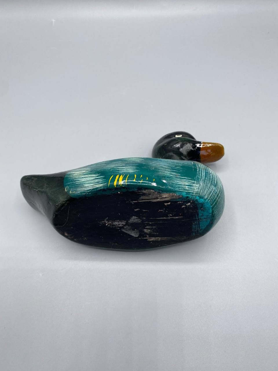 Canard colvert, vue du dos et du plumage